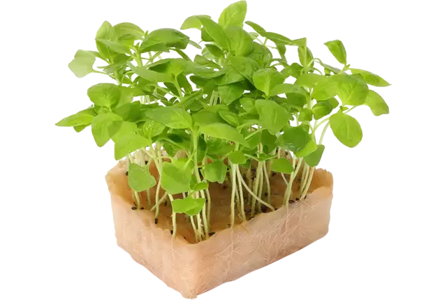 Cresson lime pièce